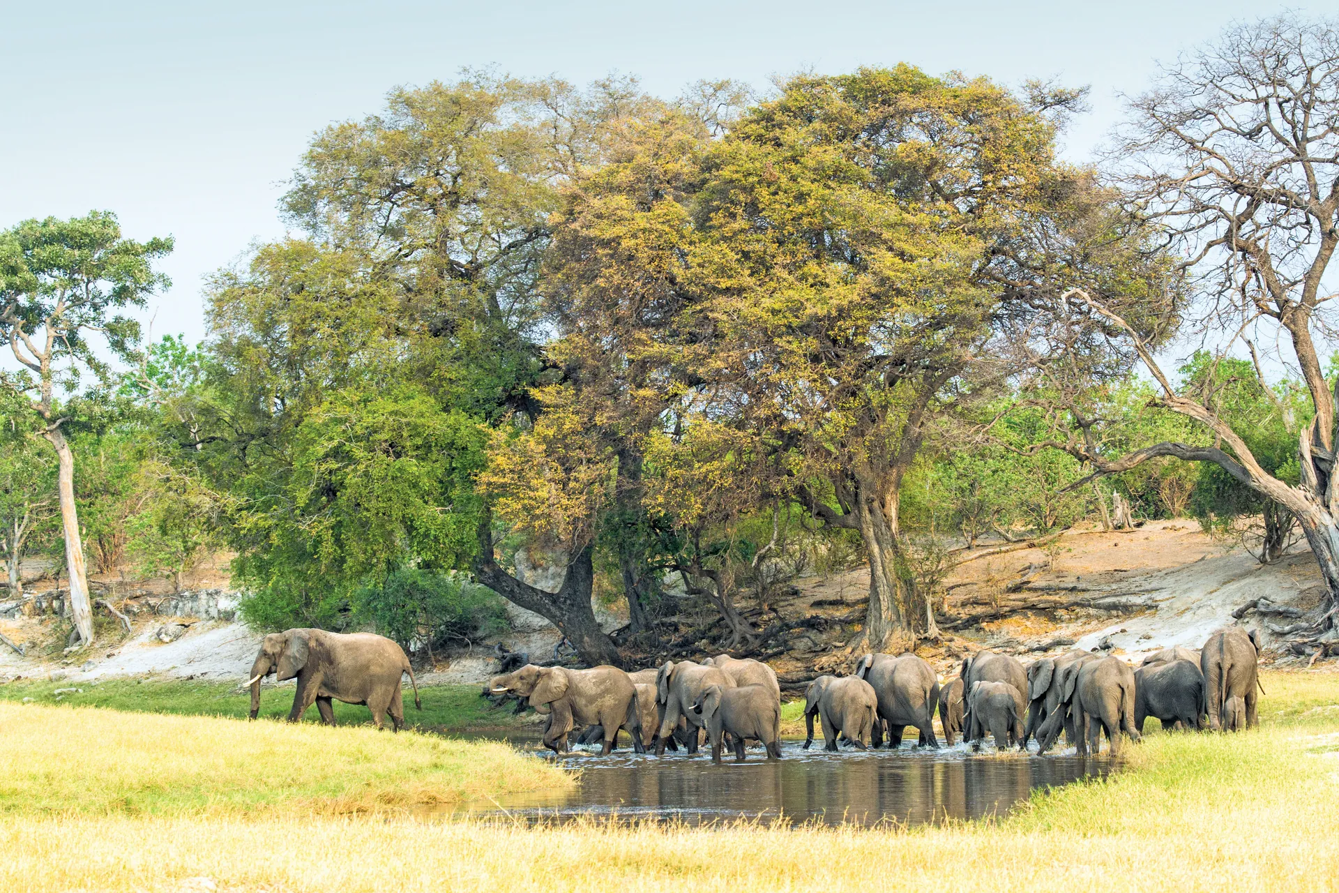 Wildlife Safaris
