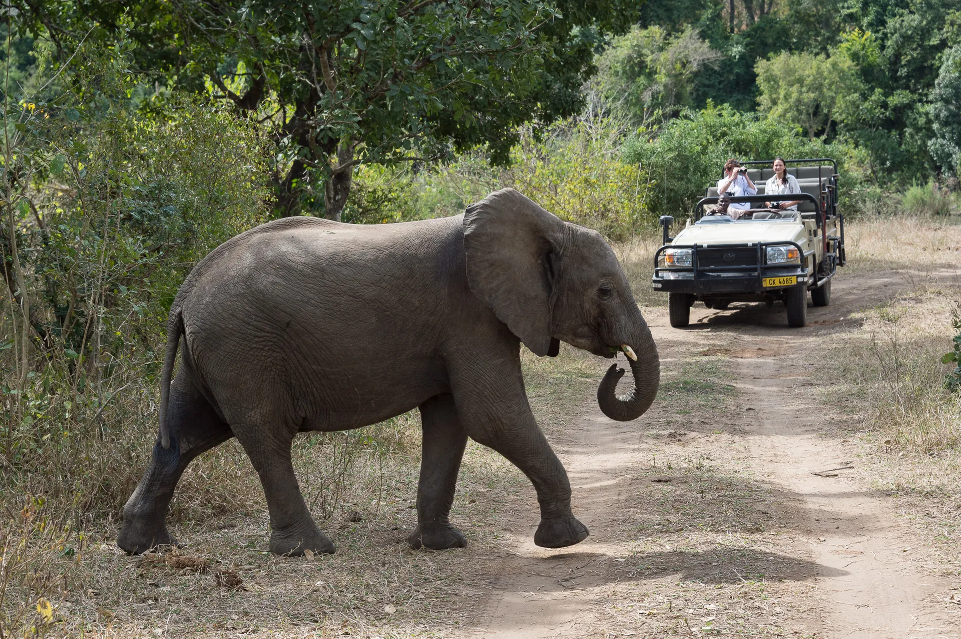 Wildlife Safaris